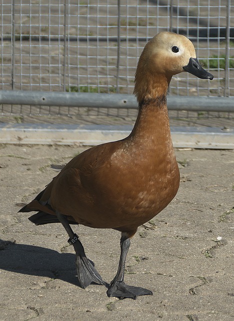 仅缓解了当